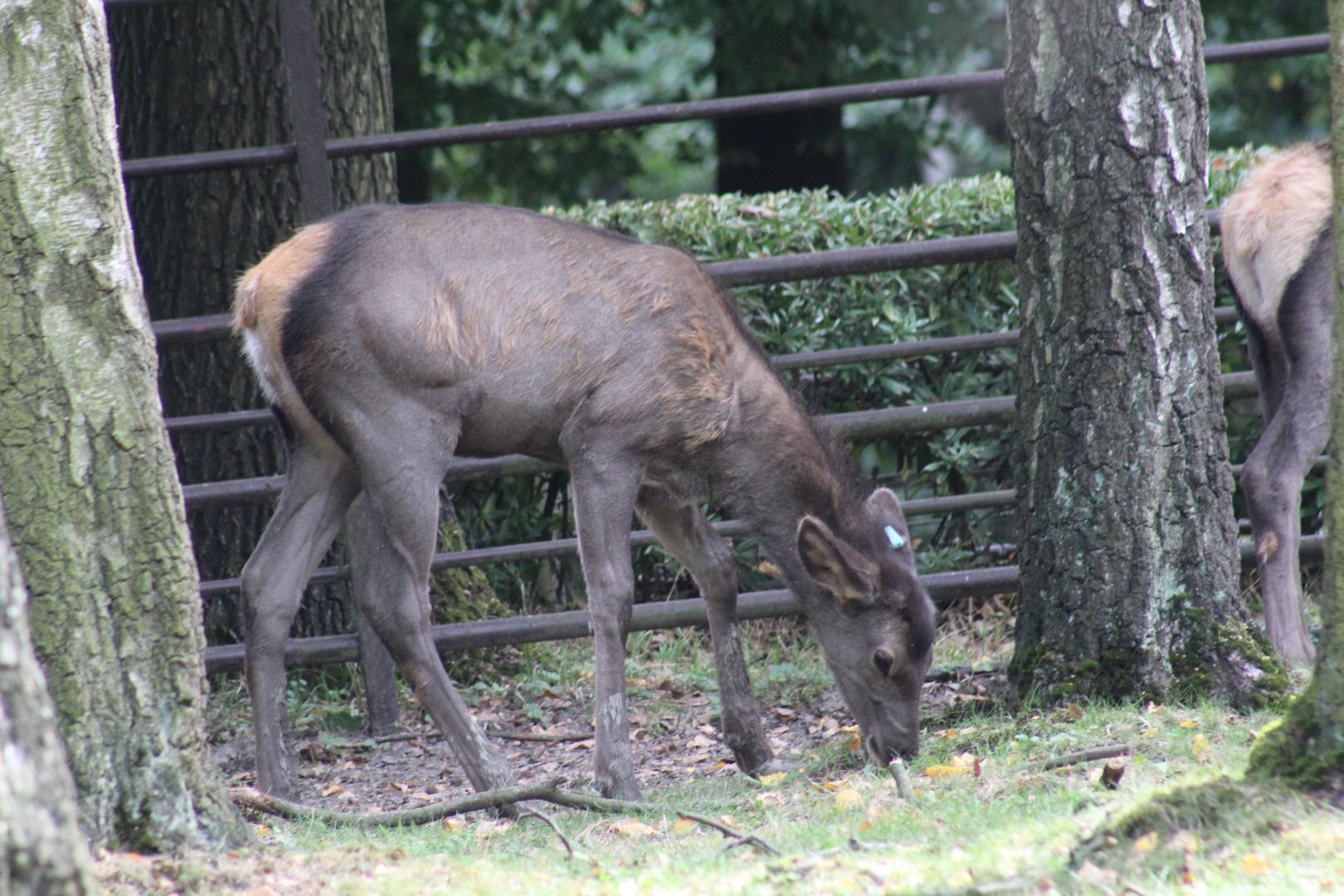 Altai Wapiti Fawn