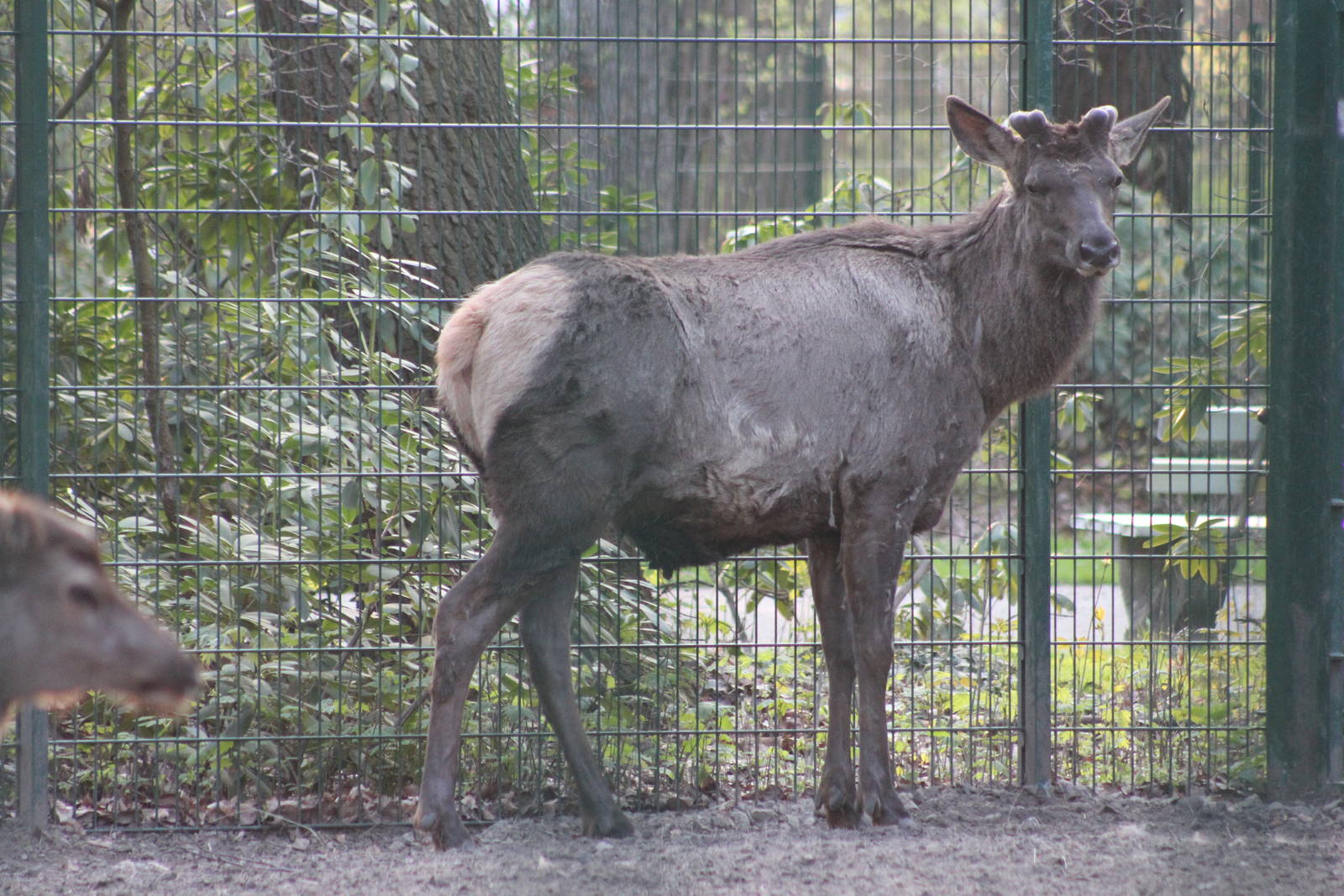 Altai wapiti