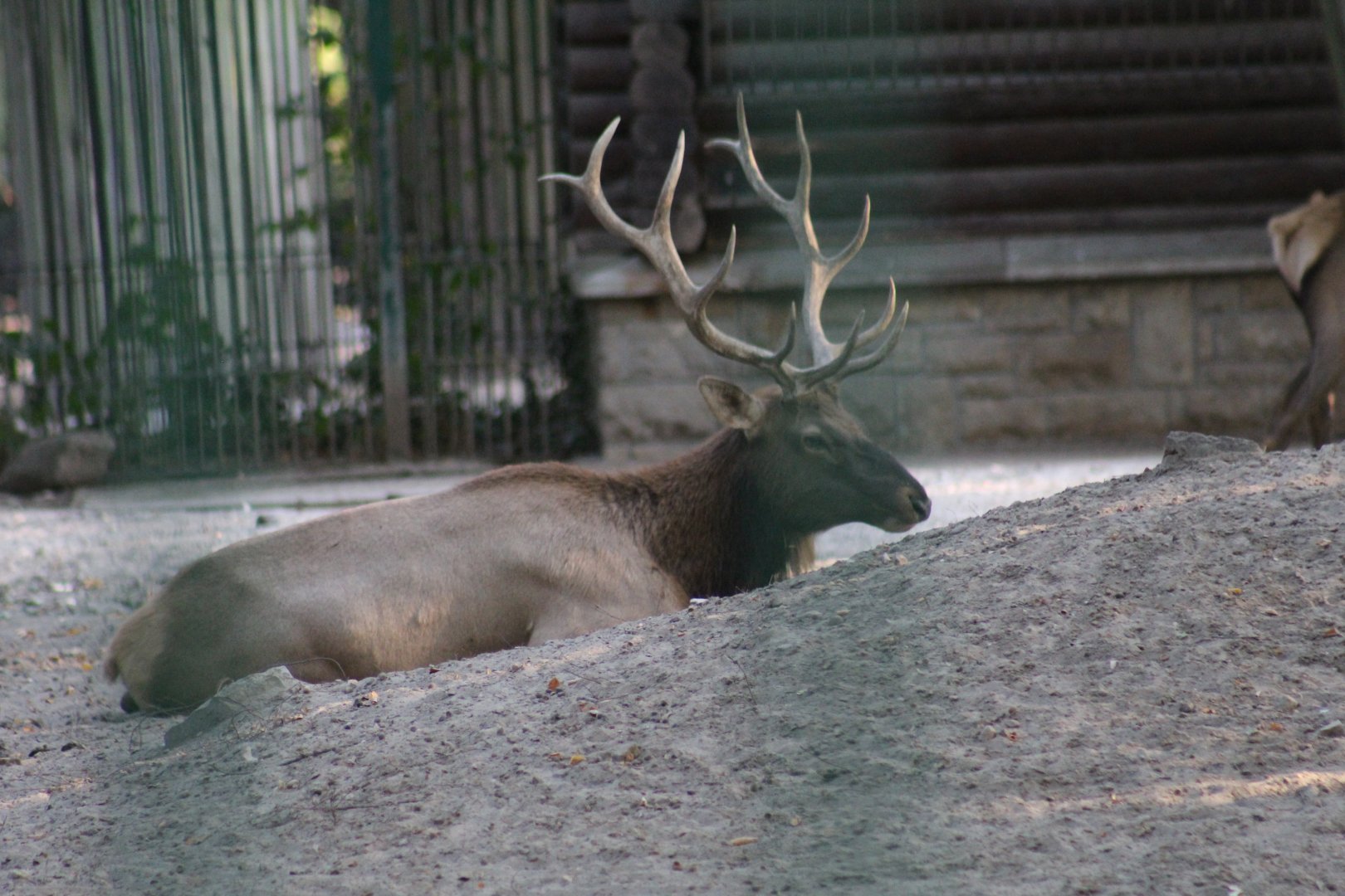 Altai Wapiti