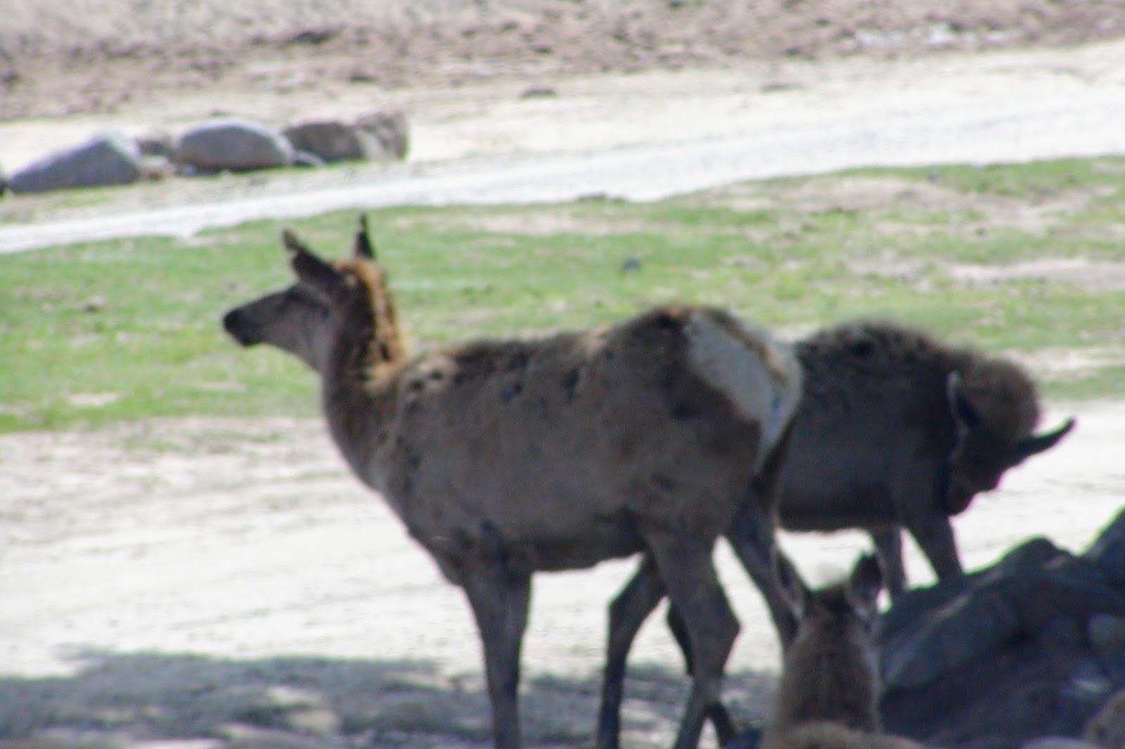 Altai Wapiti