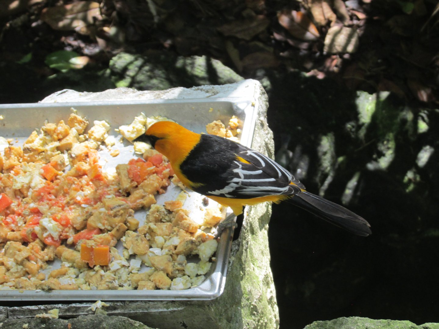 ALTAMIRA ORIOLE AT AVIARIO