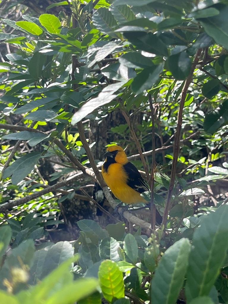 Altamira oriole at the Aviario
