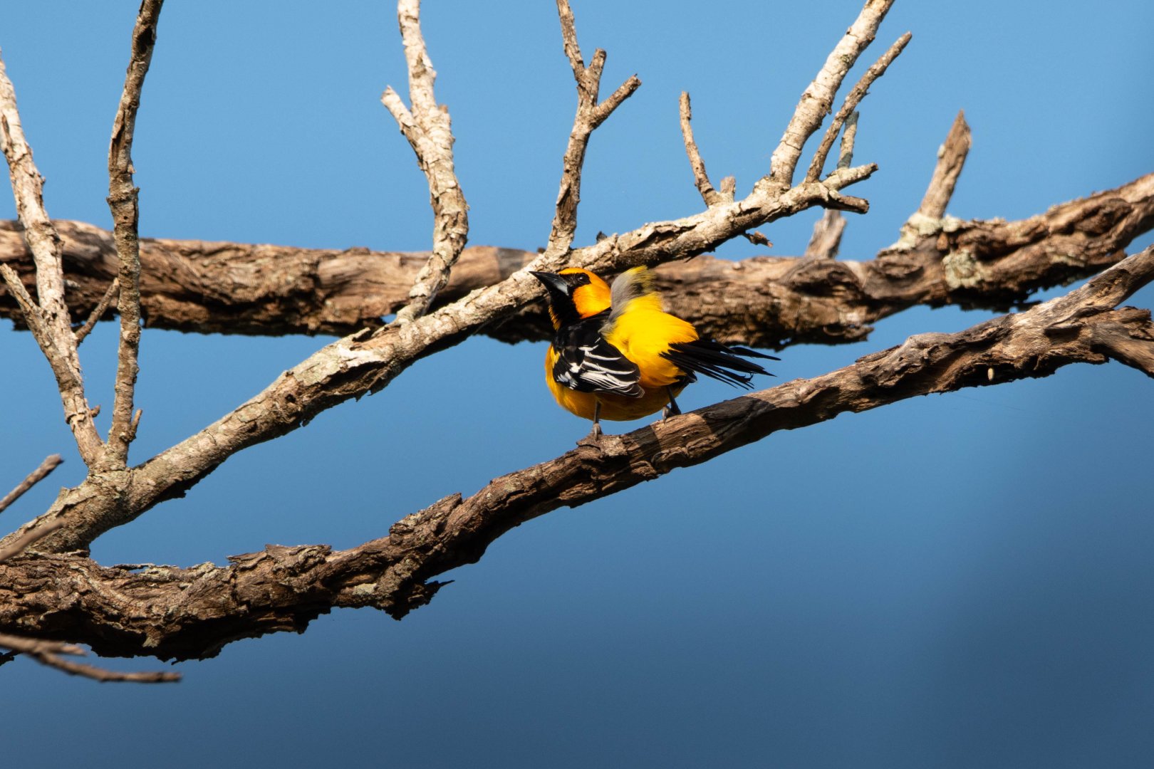 Altamira Oriole- Icterus gularis