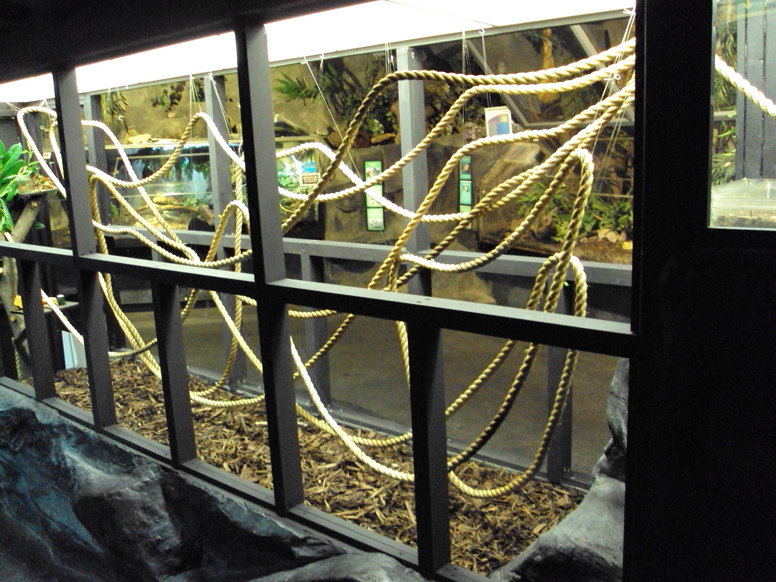 Altered Leaf-cutter Ant Exhibit