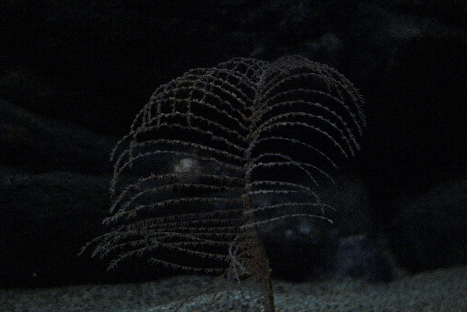 Alternatipathes (coral)