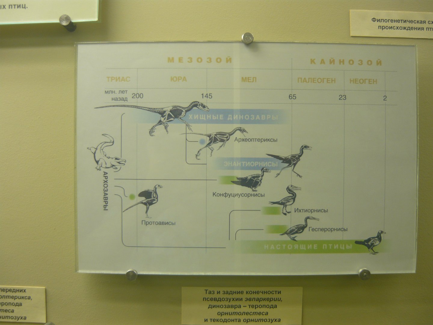 Alternative hypothesis of bird origins by Kurochkin
