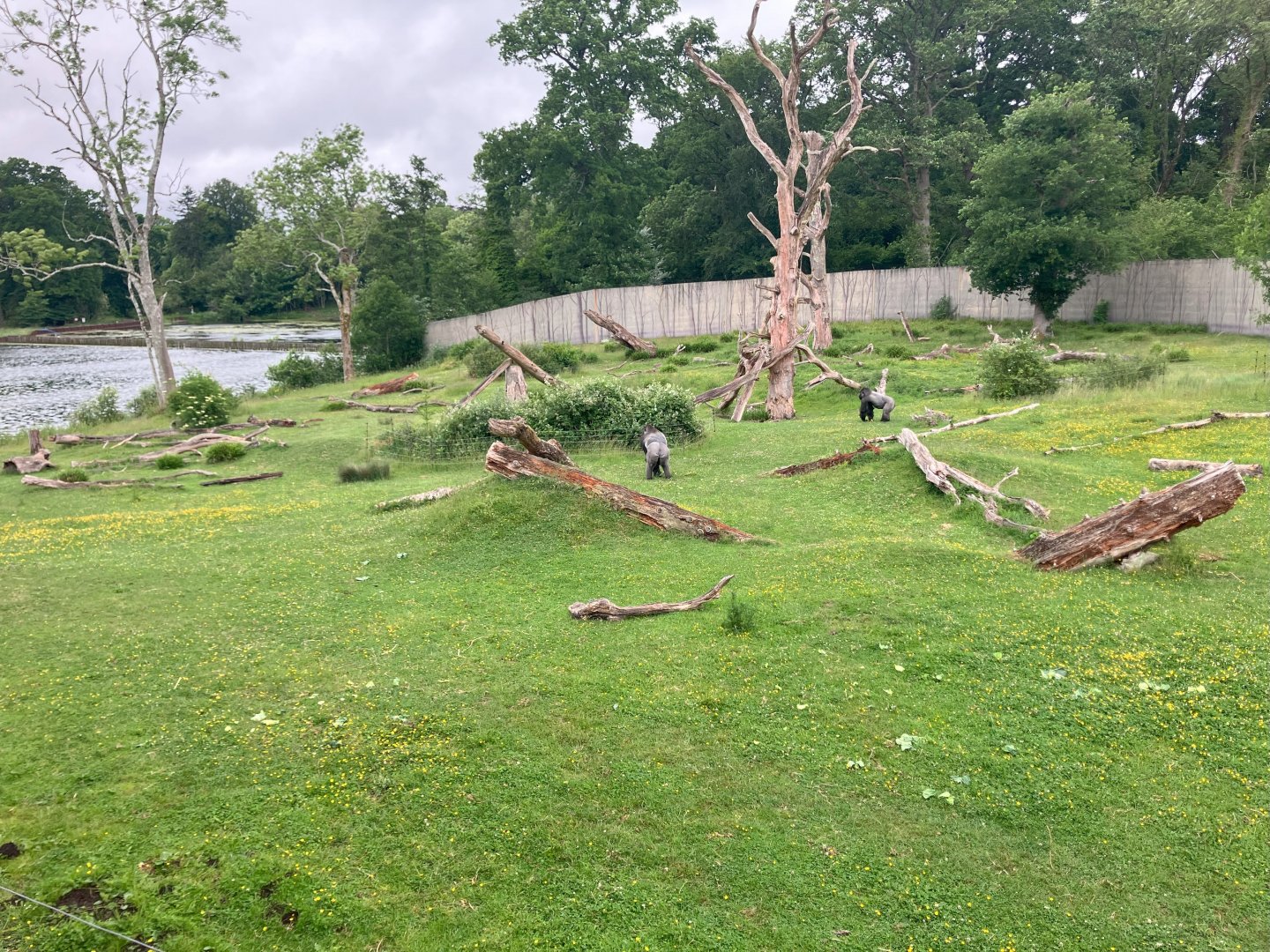 alternative view of gorilla outdoor enclosure