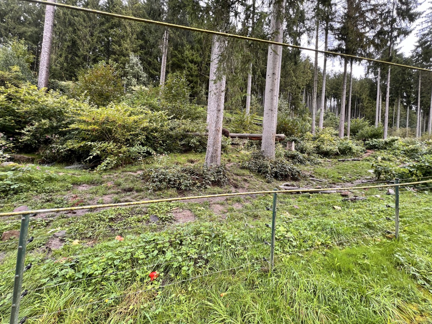Alternative Wolf and Bear Park Black Forest- Brown Bear & Eurasian Lynx Exhibit
