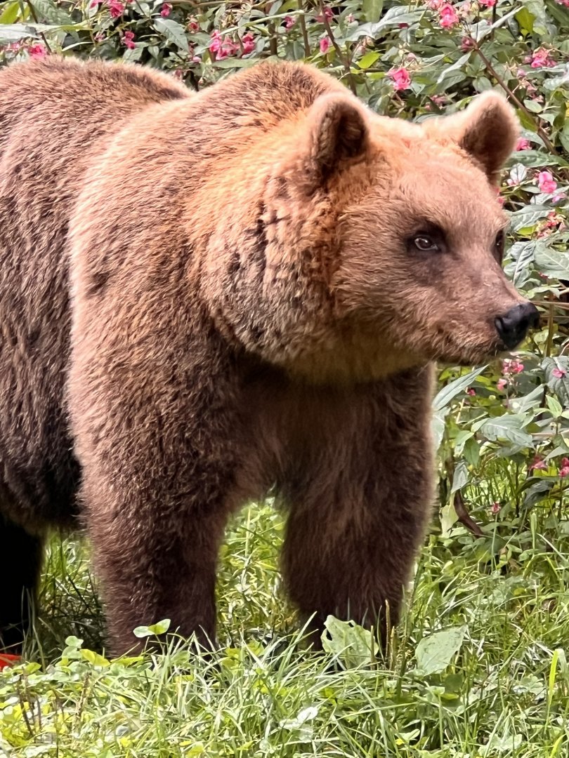 Alternative Wolf and Bear Park Black Forest- Eurasian Brown Bear
