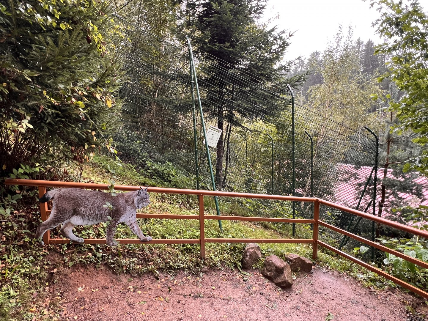 Alternative Wolf and Bear Park Black Forest- Lynx-only Enclosure