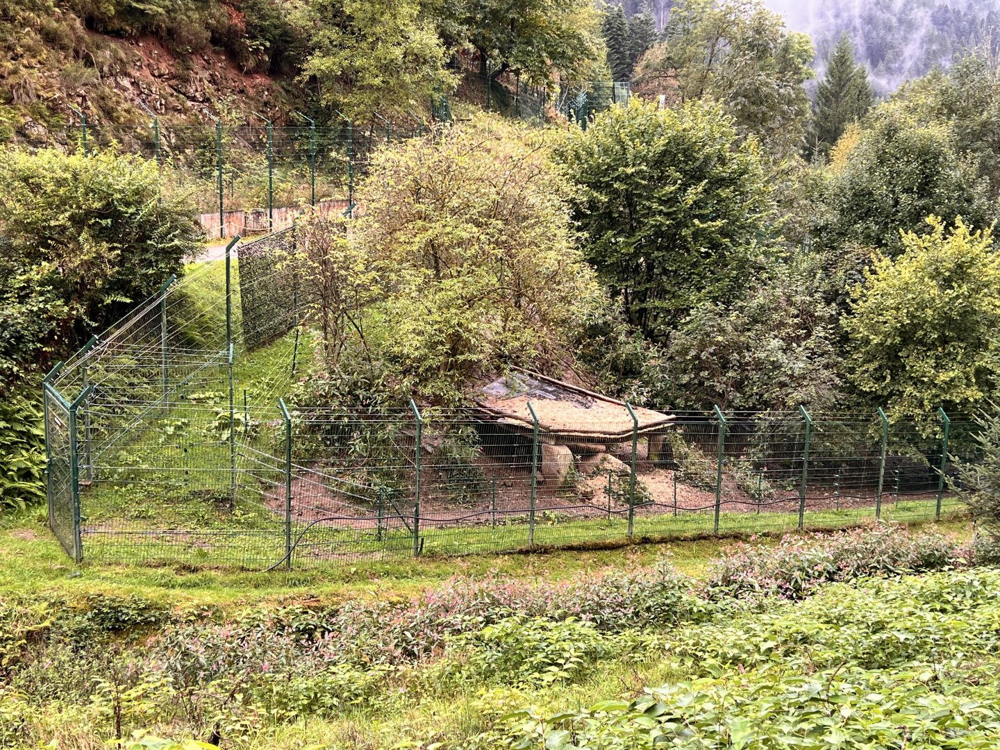 Alternative Wolf and Bear Park Black Forest- Separate Wolf-only Enclosure