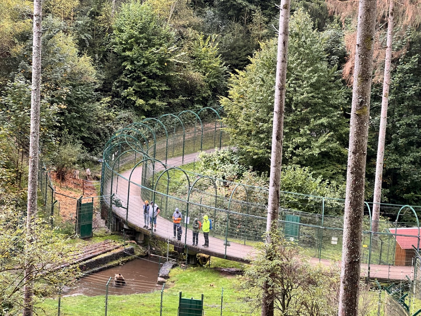 Alternative Wolf and Bear Park Black Forest- Visitor Path with Bear and Wolf Enclosures on both Sides