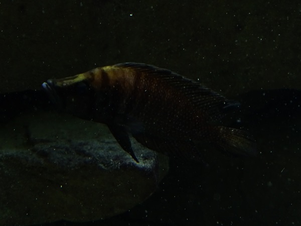 Altolamprologus calvus or A. compressiceps ?