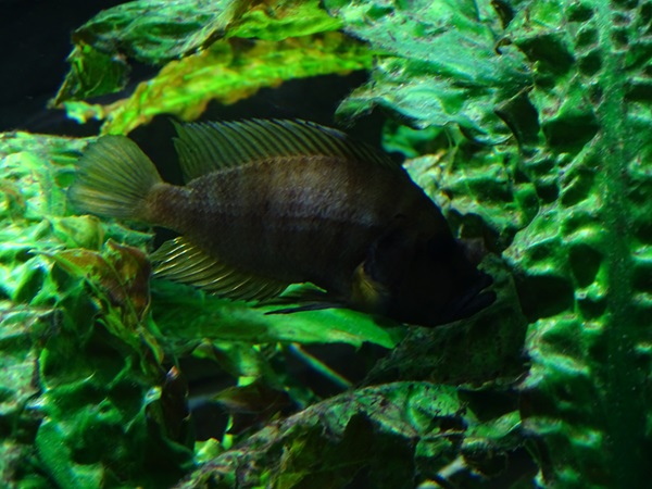 Altolamprologus calvus or A. compressiceps ?