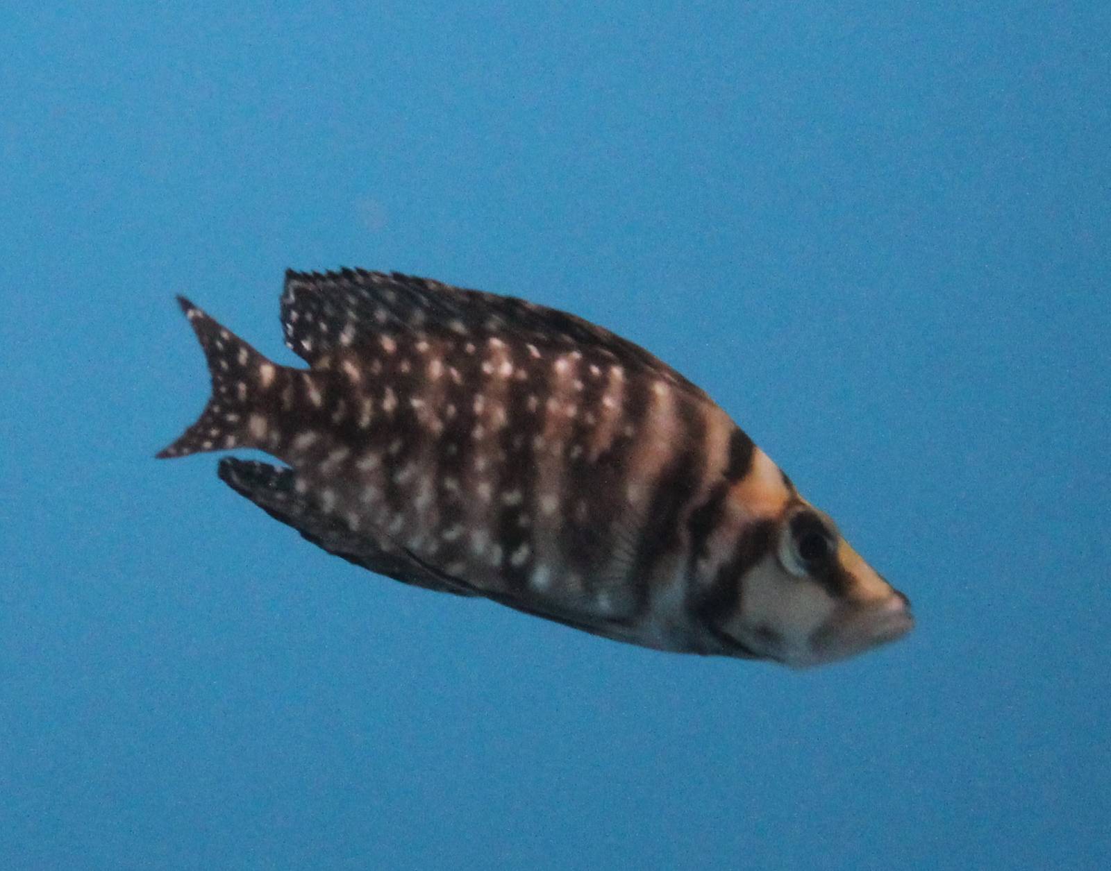 Altolamprologus calvus