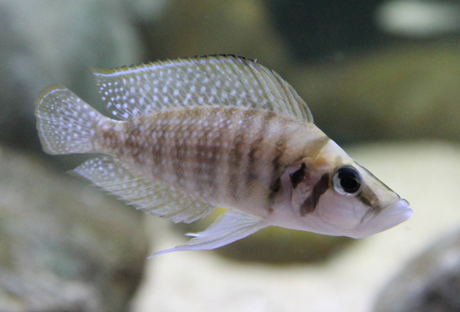 Altolamprologus calvus