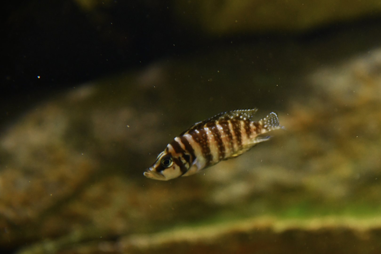 Altolamprologus calvus