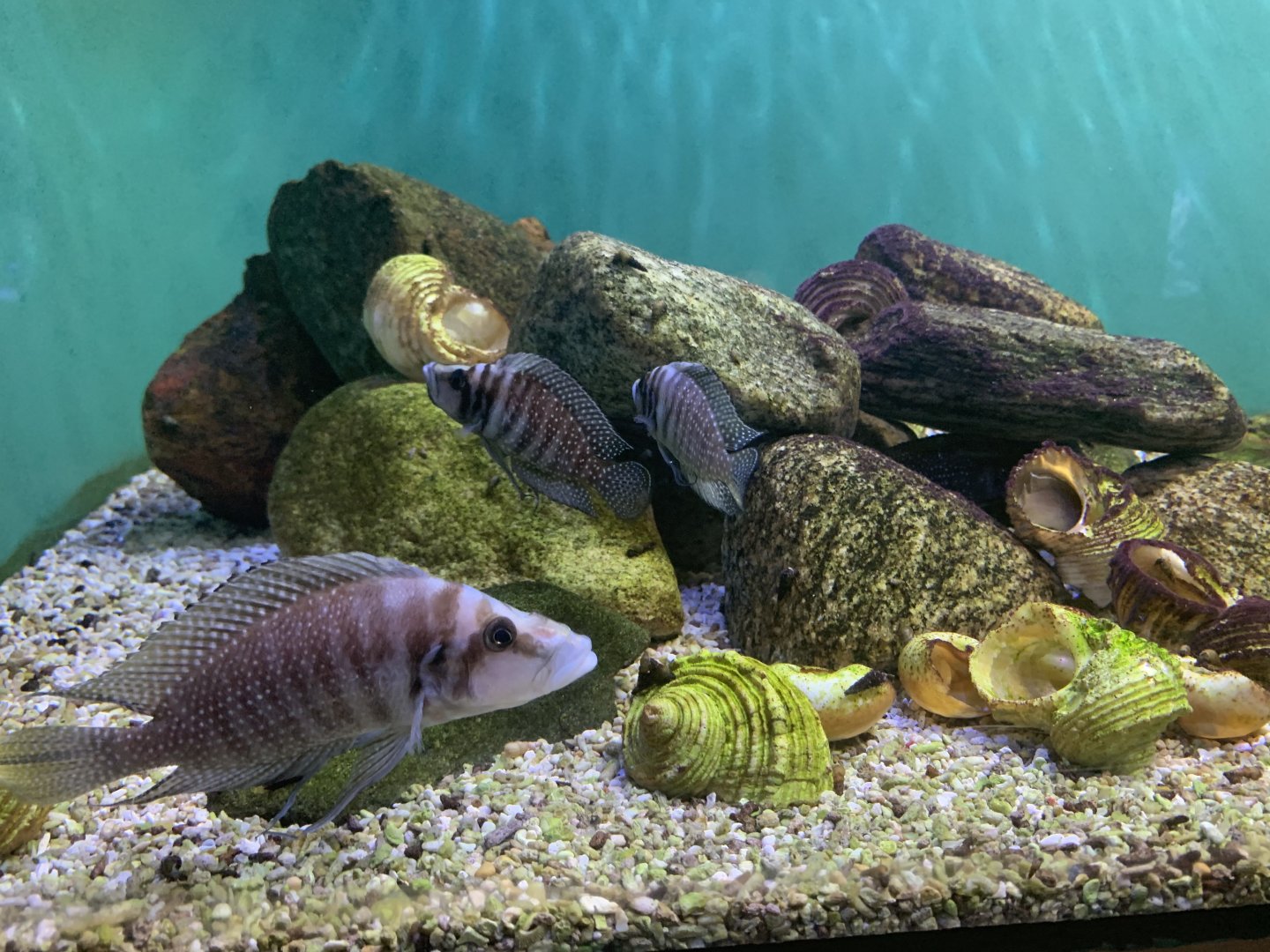 Altolamprologus cichlids