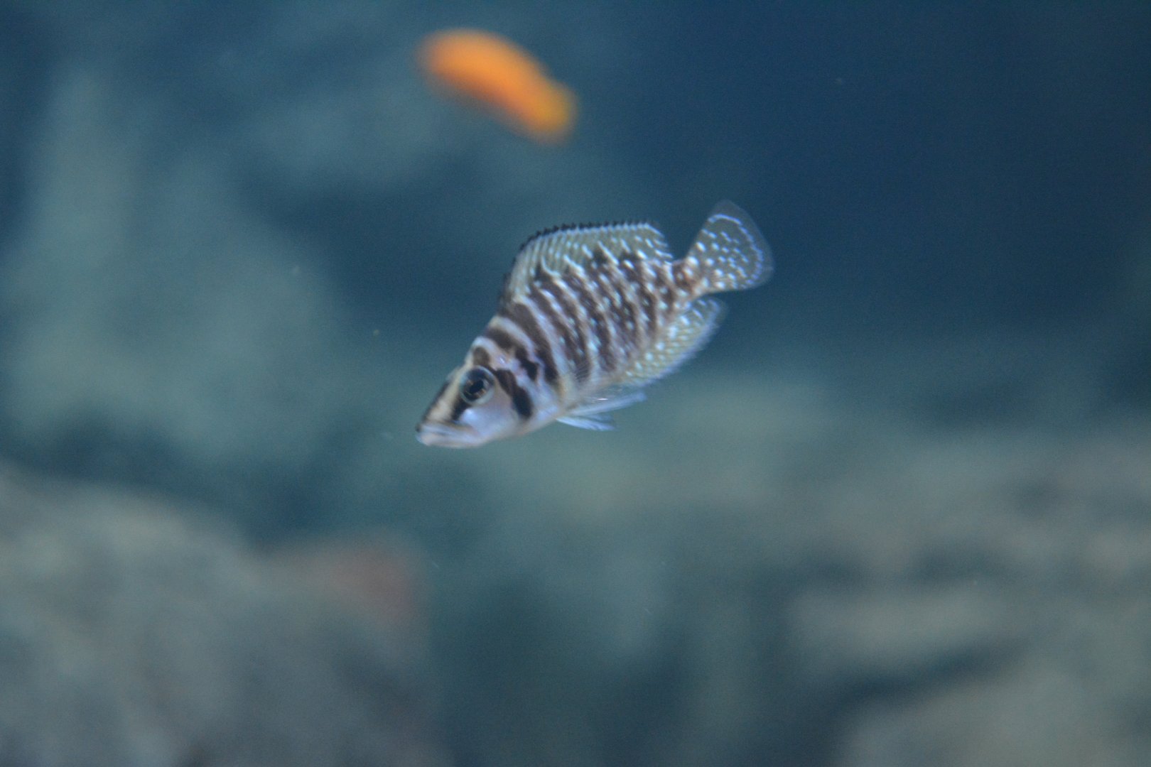 Altolamprologus compressiceps