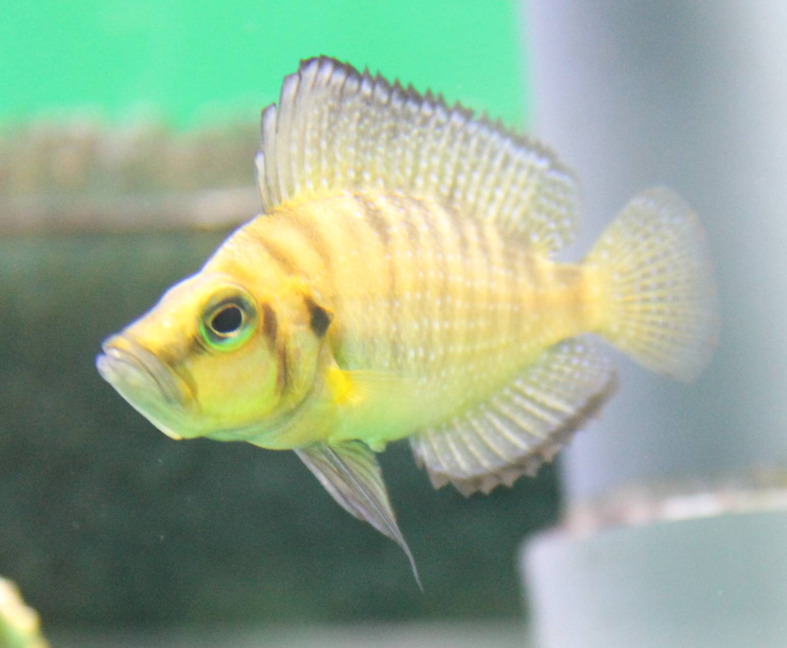 Altolamprologus species ( prop. compressiceps )