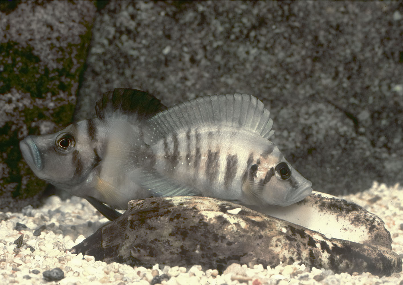 Altolamprologus species 'Sumbu' pair spawning