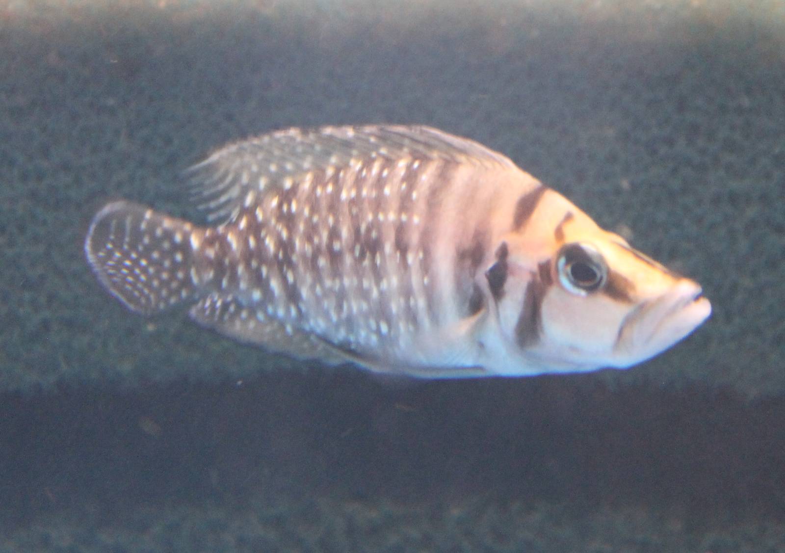 Altolamprologus species