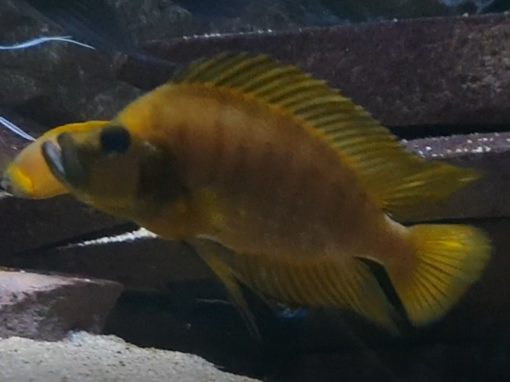 Altolamprologus species