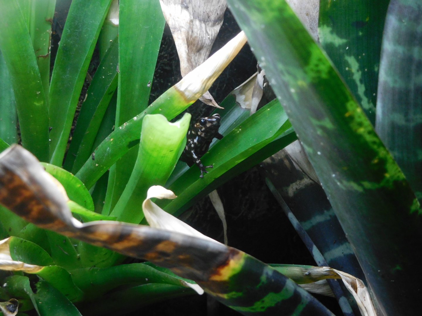 Altos de Campana dart frog (Dendrobates auratus var. "Campana")
