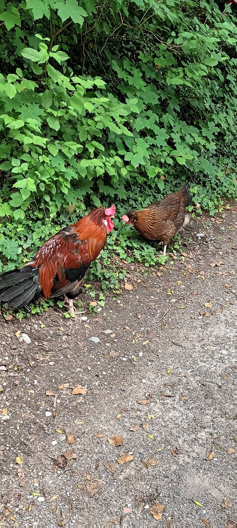 Altsteirer Chickens