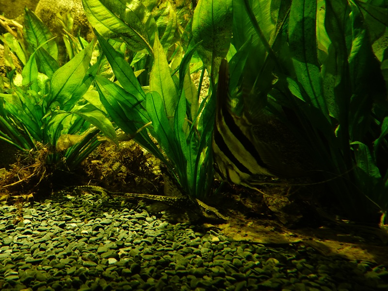 Altum angelfish (Pterophyllum altum) & Royal twig catfish (Sturisomatichthys festivus)
