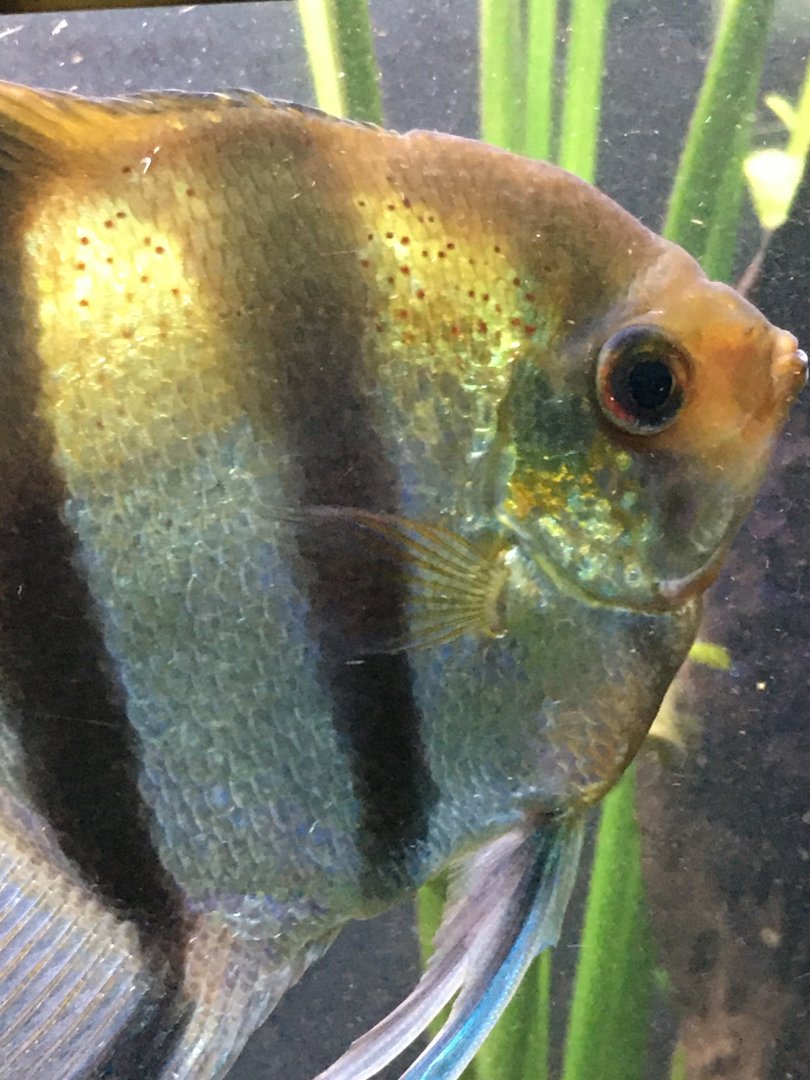 Altum Angelfish
