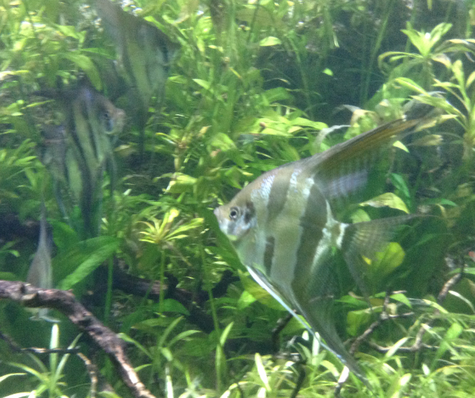Altum Angelfish