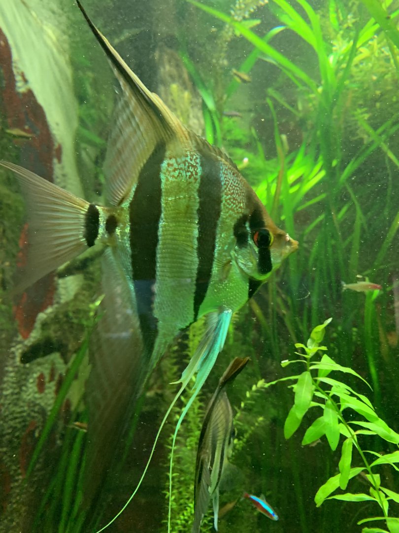 Altum angelfish