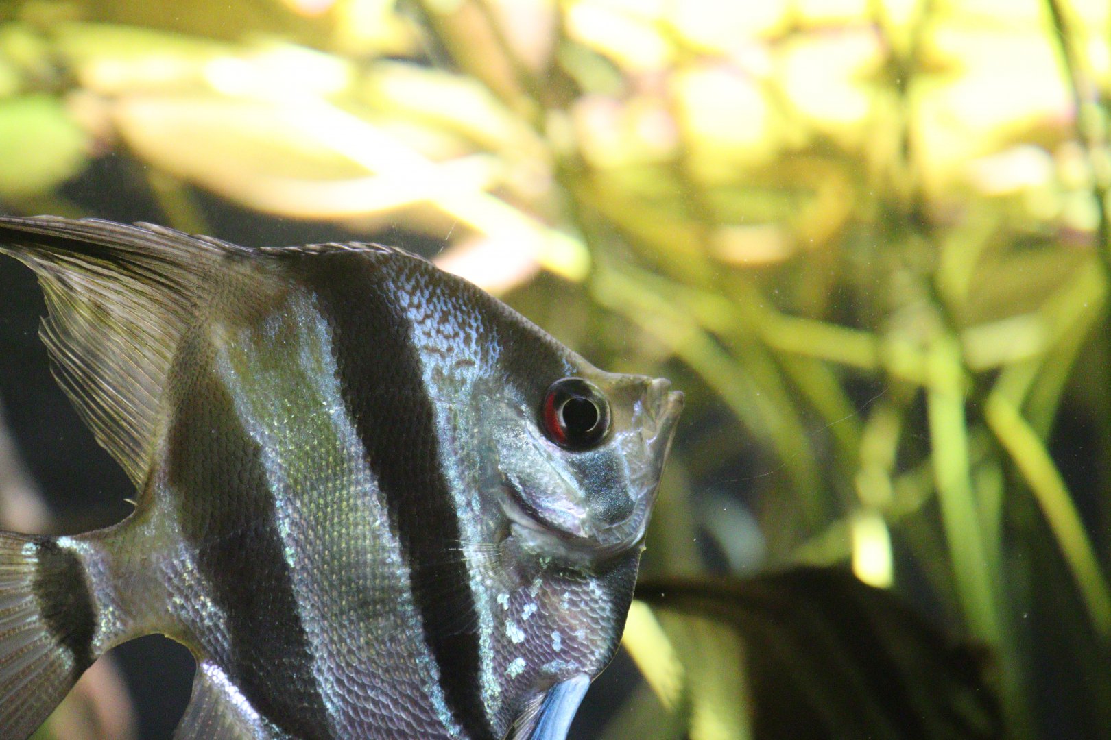 Altum Angelfish