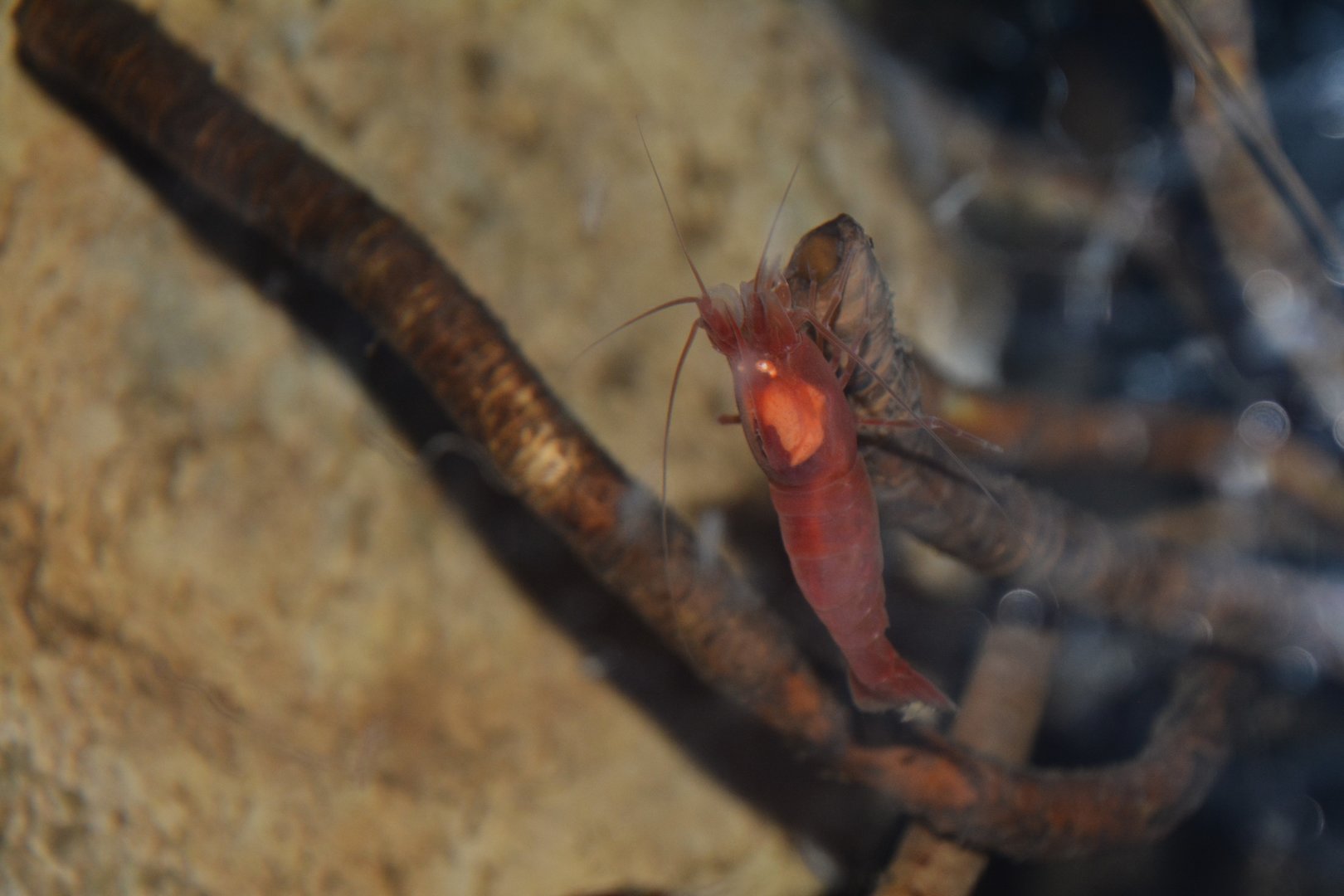Alvin deep sea shrimp (Alvinocaris longirostris)
