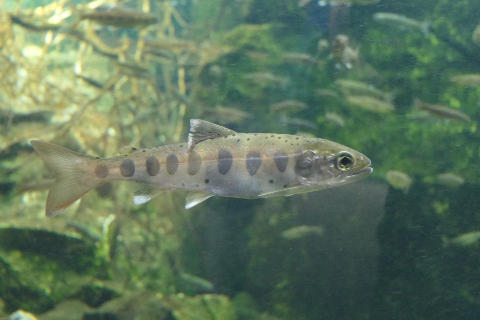 Amago (Oncorhynchus masou ishikawae) - Lake Biwa Museum