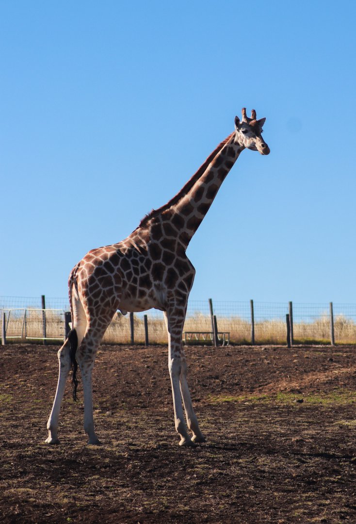 Amahle the Giraffe - July 2020