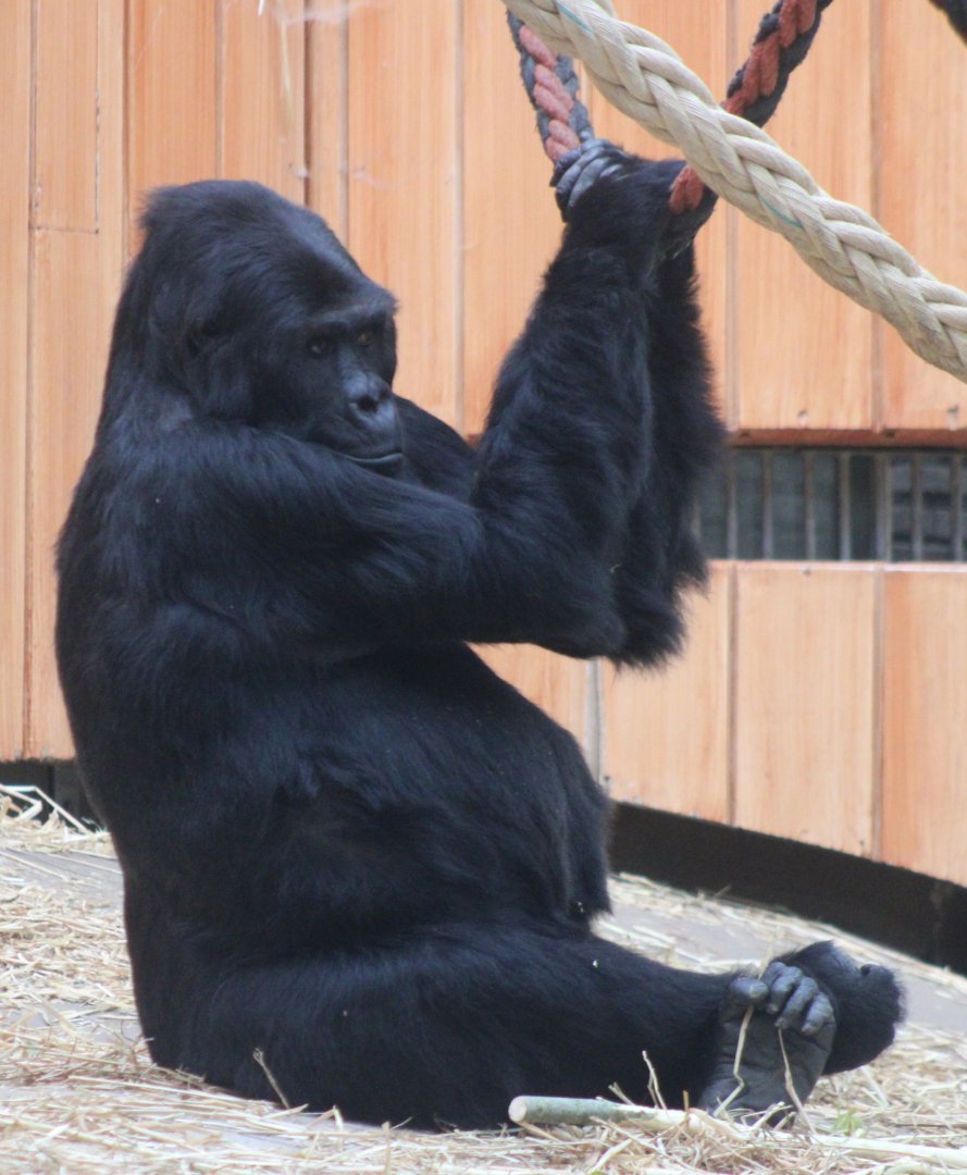 Amahoro - Eastern lowland gorilla ( born 1990 )