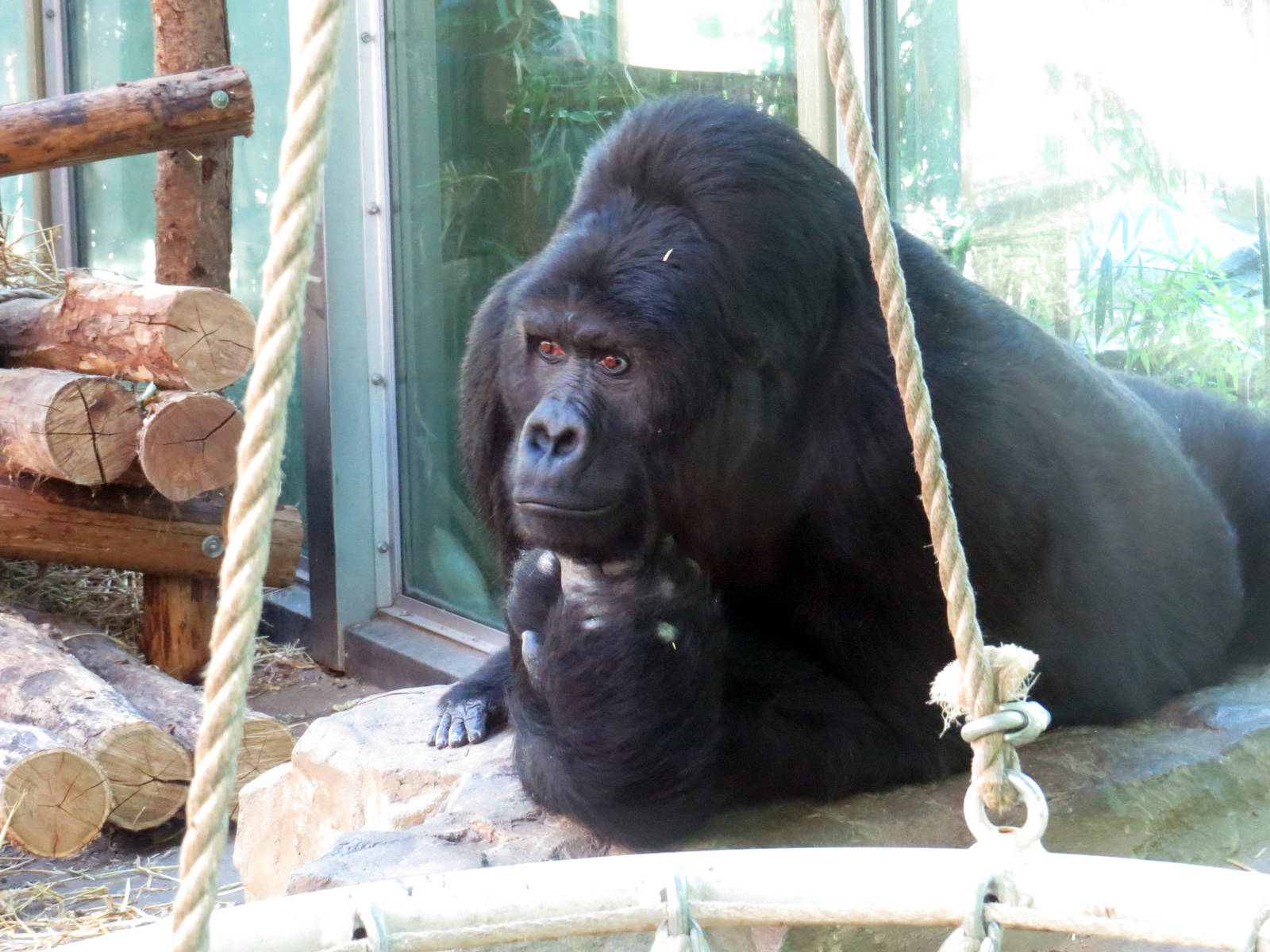 Amahoro - Eastern (lowland) gorilla, June 2015