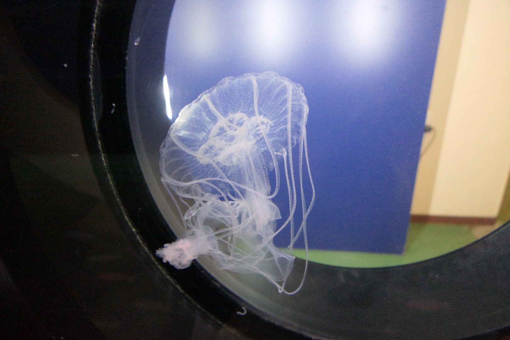 Amakusa Jelly (Sanderia malayensis) - Uozu Aquarium