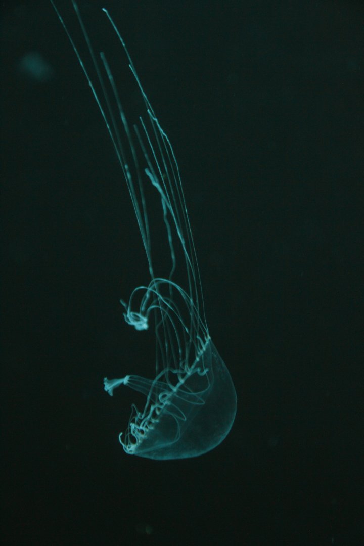 Amakusa jellyfish (Sanderia malayensis)?