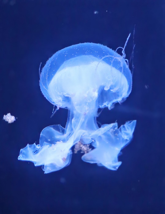 Amakusa jellyfish (Sanderia malayensis)