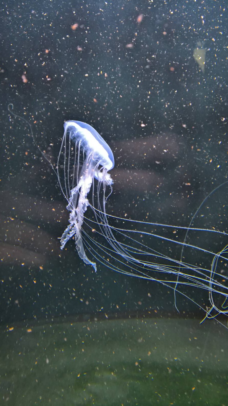 Amakusa Jellyfish