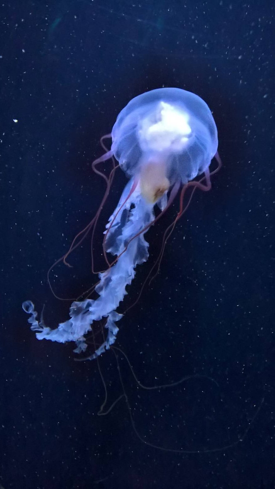 Amakusa Jellyfish