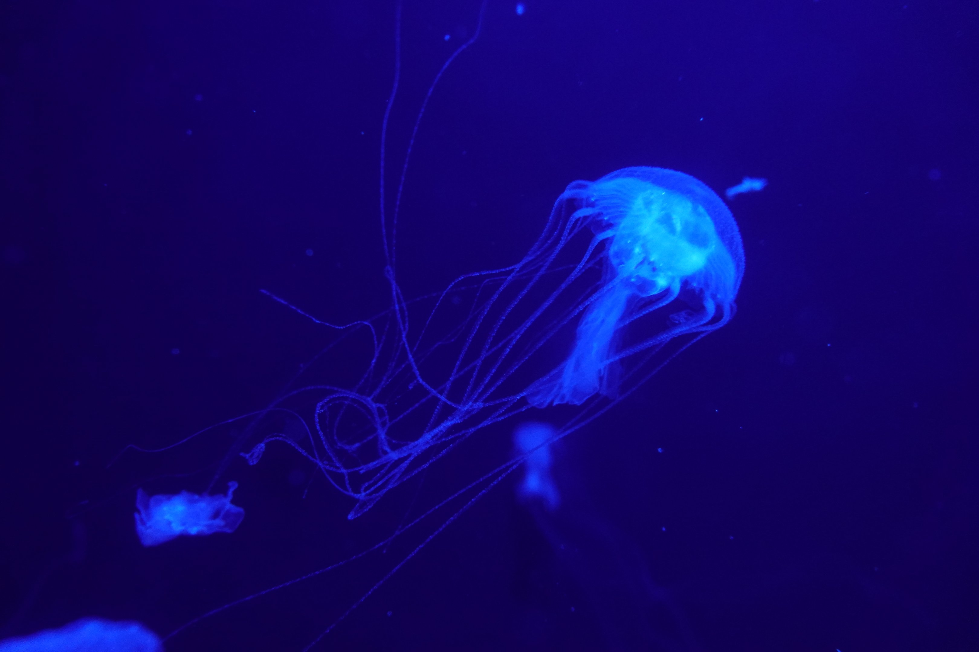 Amakusa Jellyfish
