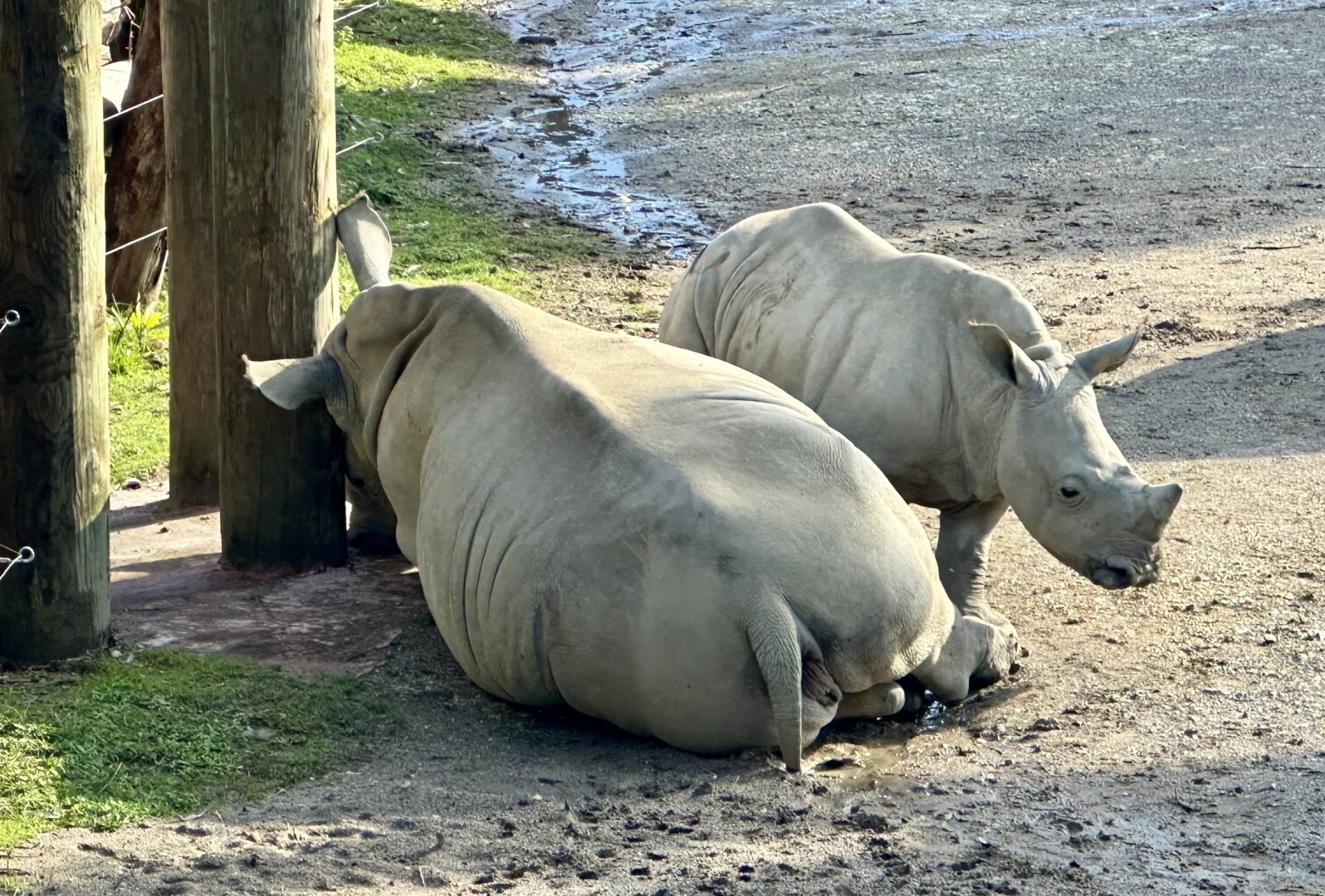 Amali and Zuka (Siblings)