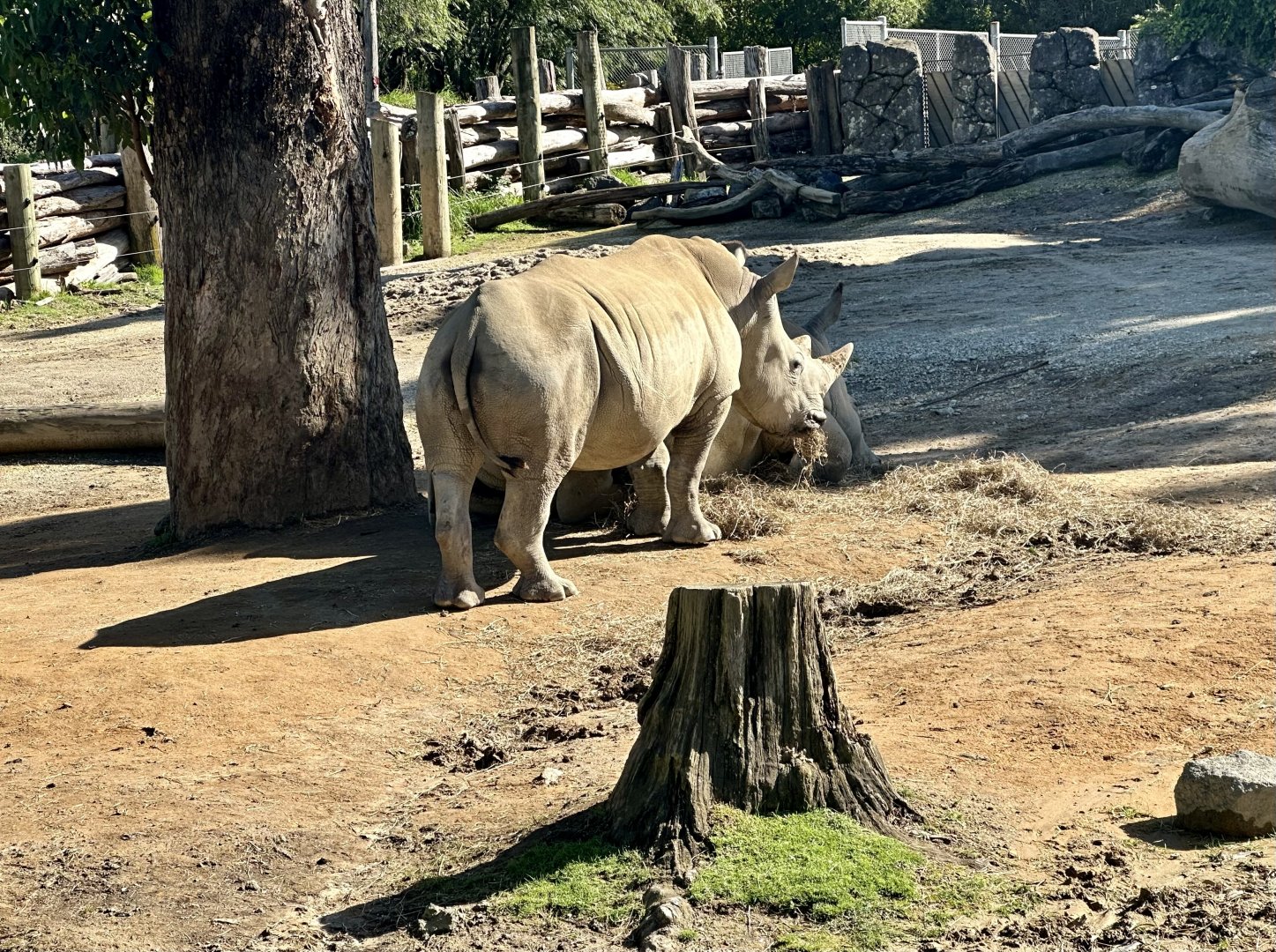 Amali (Two Years Old)