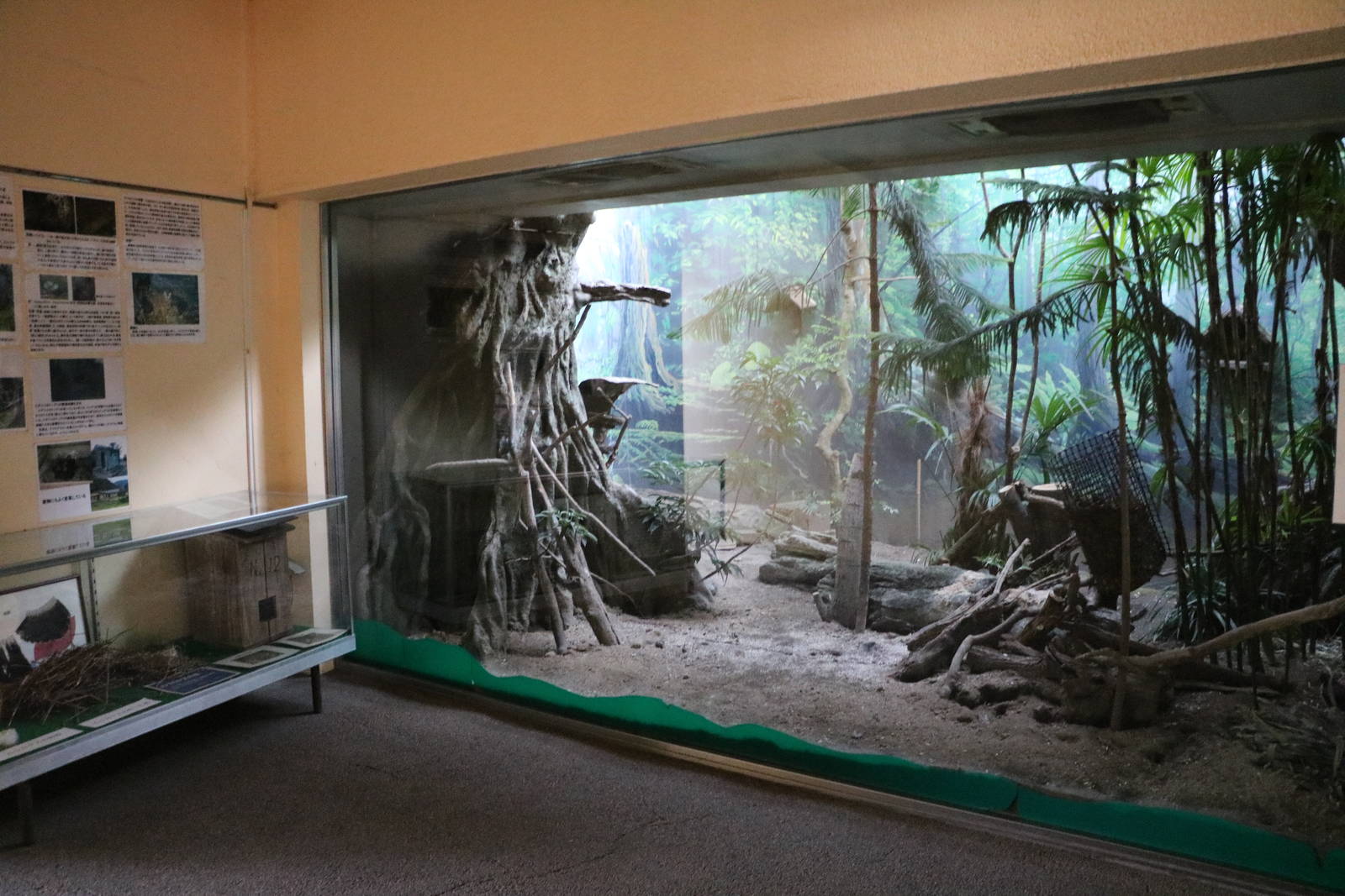 Amami jay enclosure, February 2016