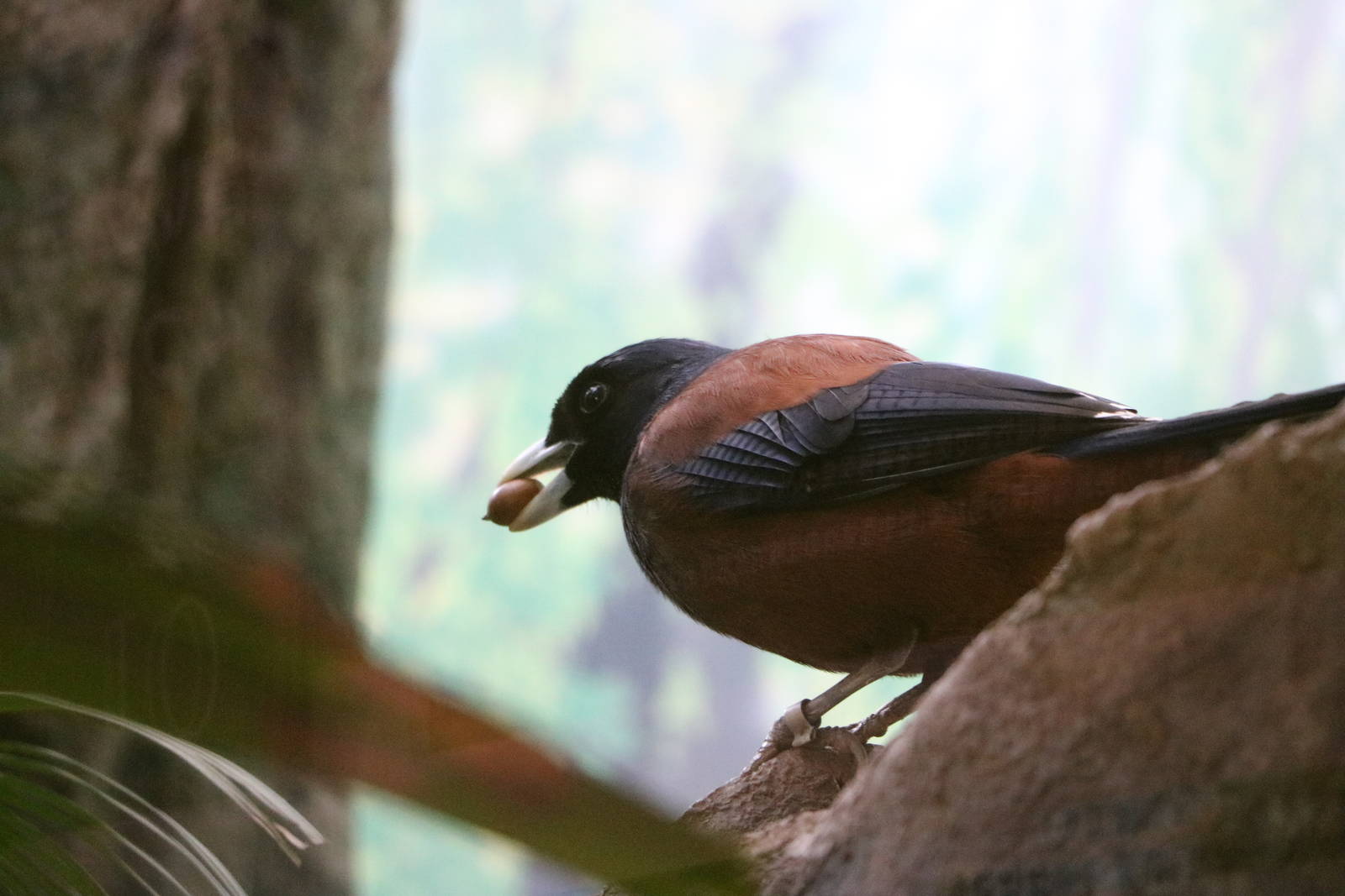 Amami jay, February 2016