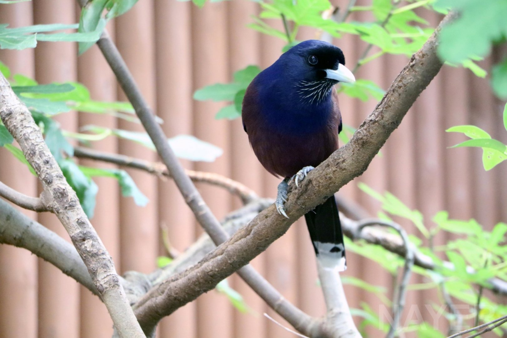 Amami (Lidth's) jay, 2017